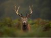 deer_shutterstock-1539176703-4464.jpg